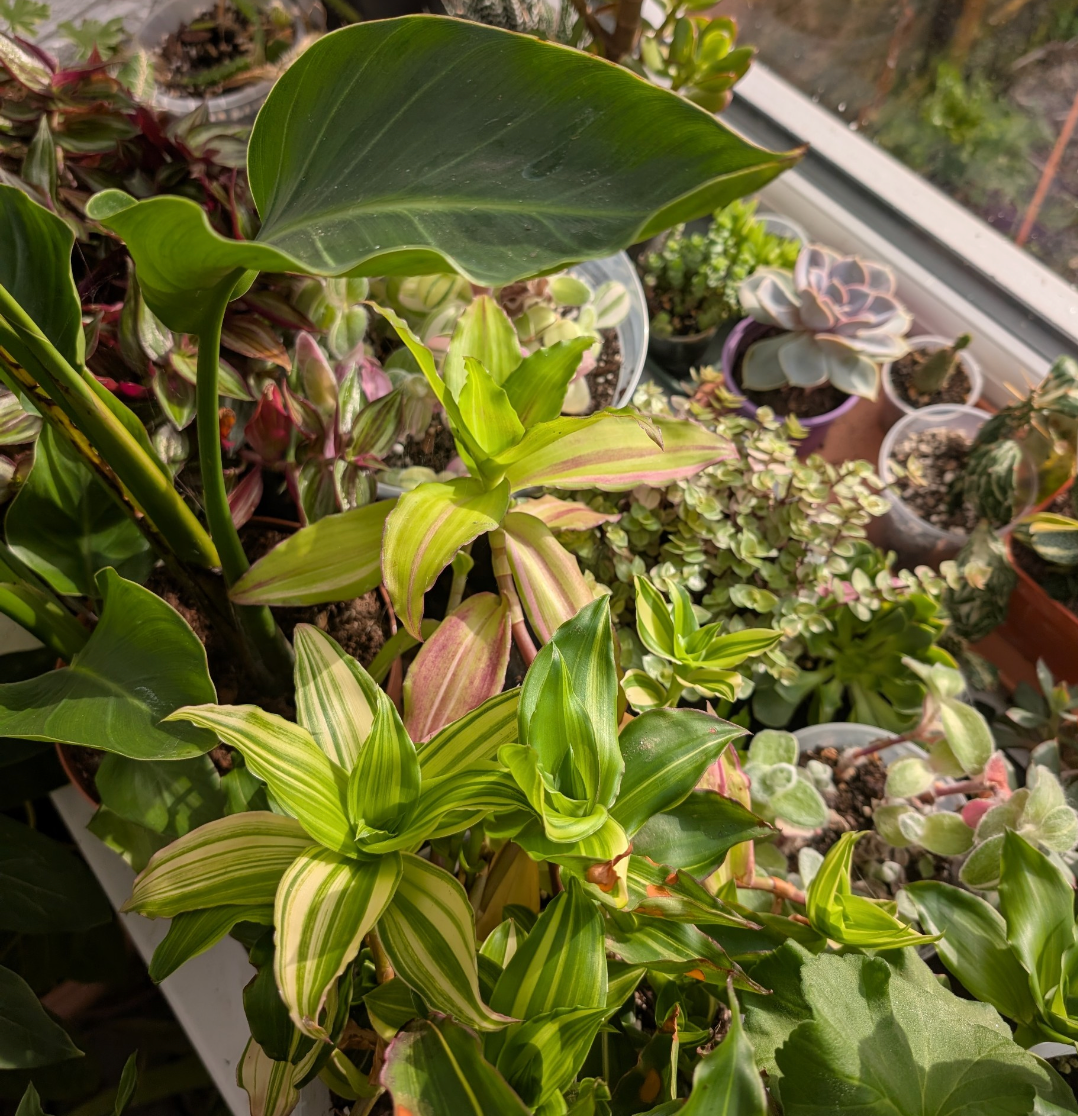 Collection of various potted plants in a greenhouse setting