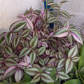 Tradescantia zebrina 'Quadricolor'