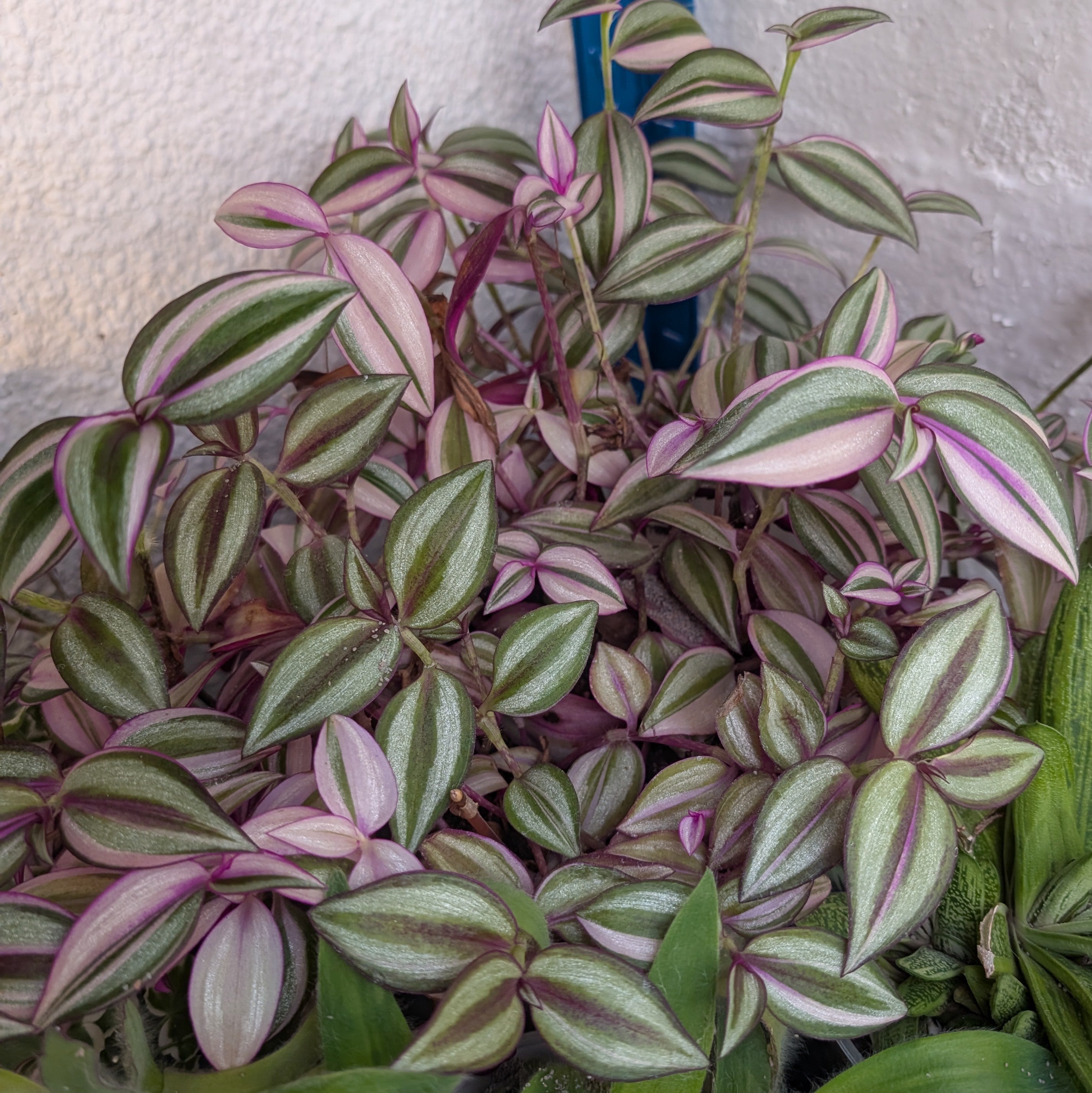 Tradescantia zebrina 'Quadricolor'