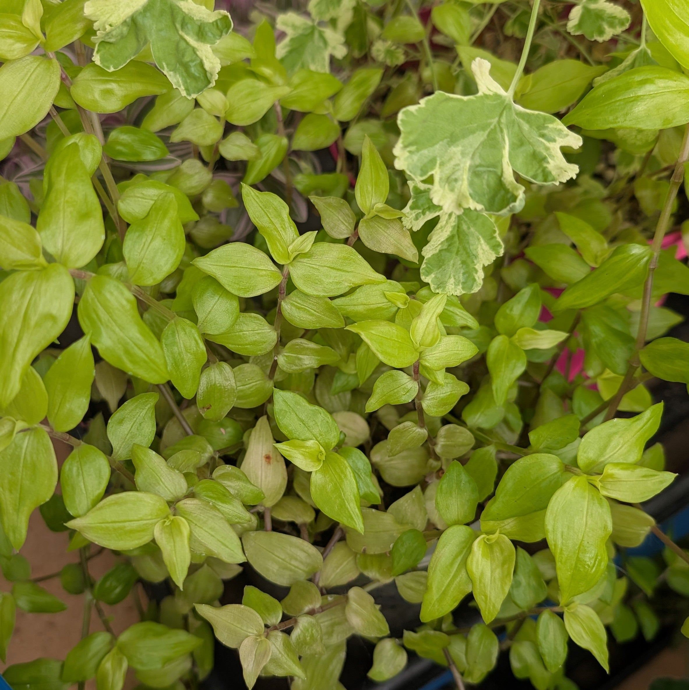 Tradescantia fluminensis 'Aurea'
