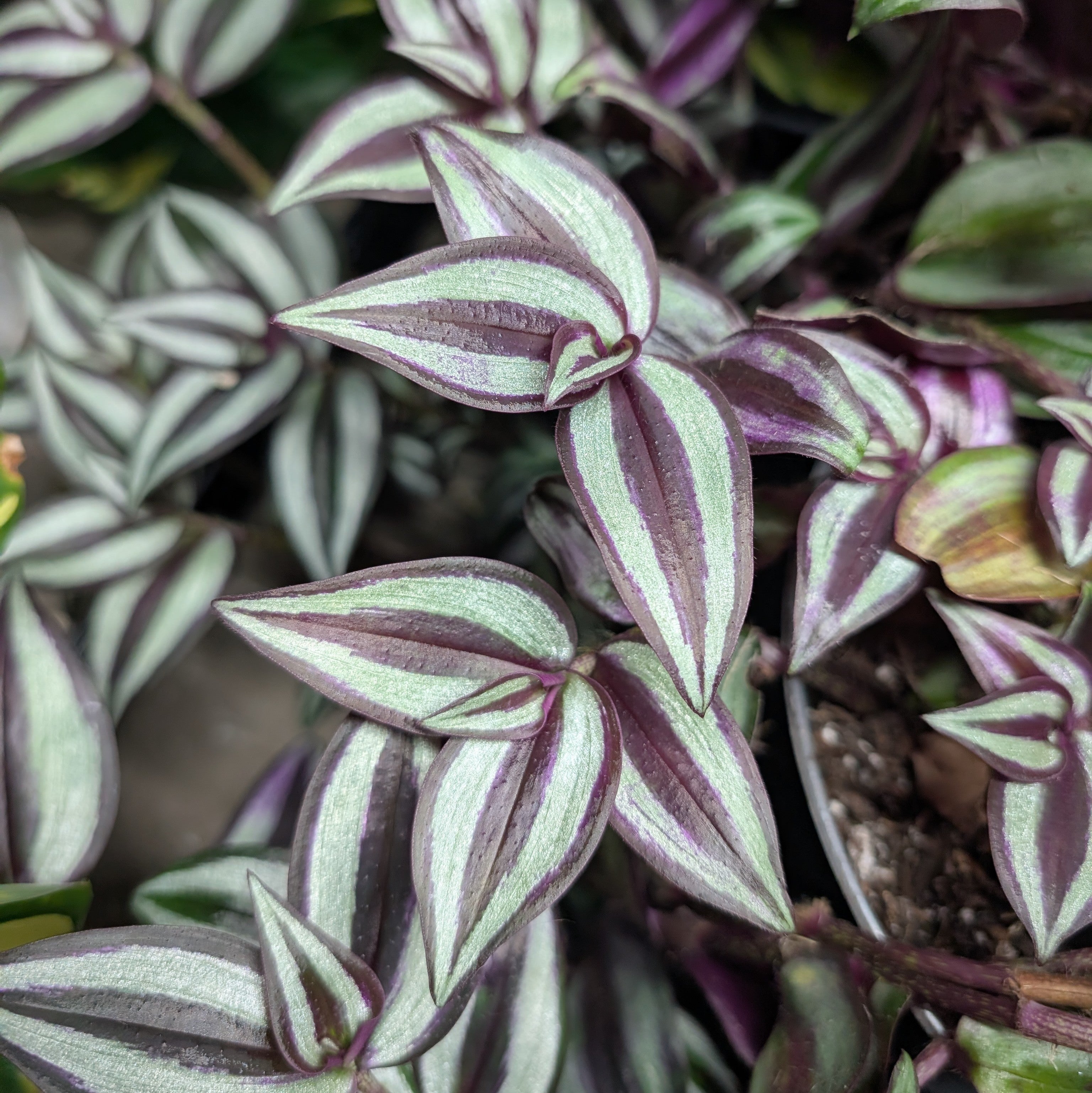 Tradescantia zebrina 'Violet Hill'