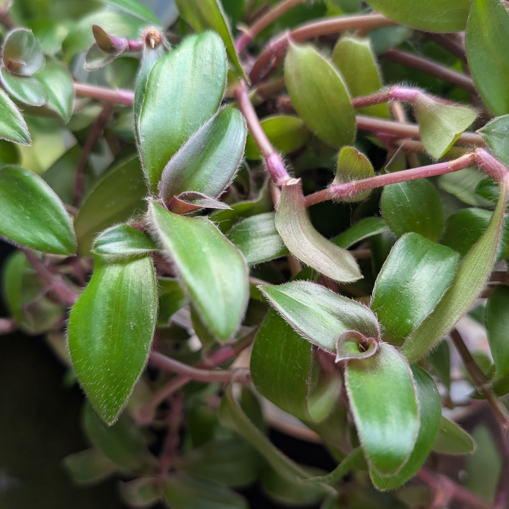 Cyanotis cilliata 'Hijau Baru'
