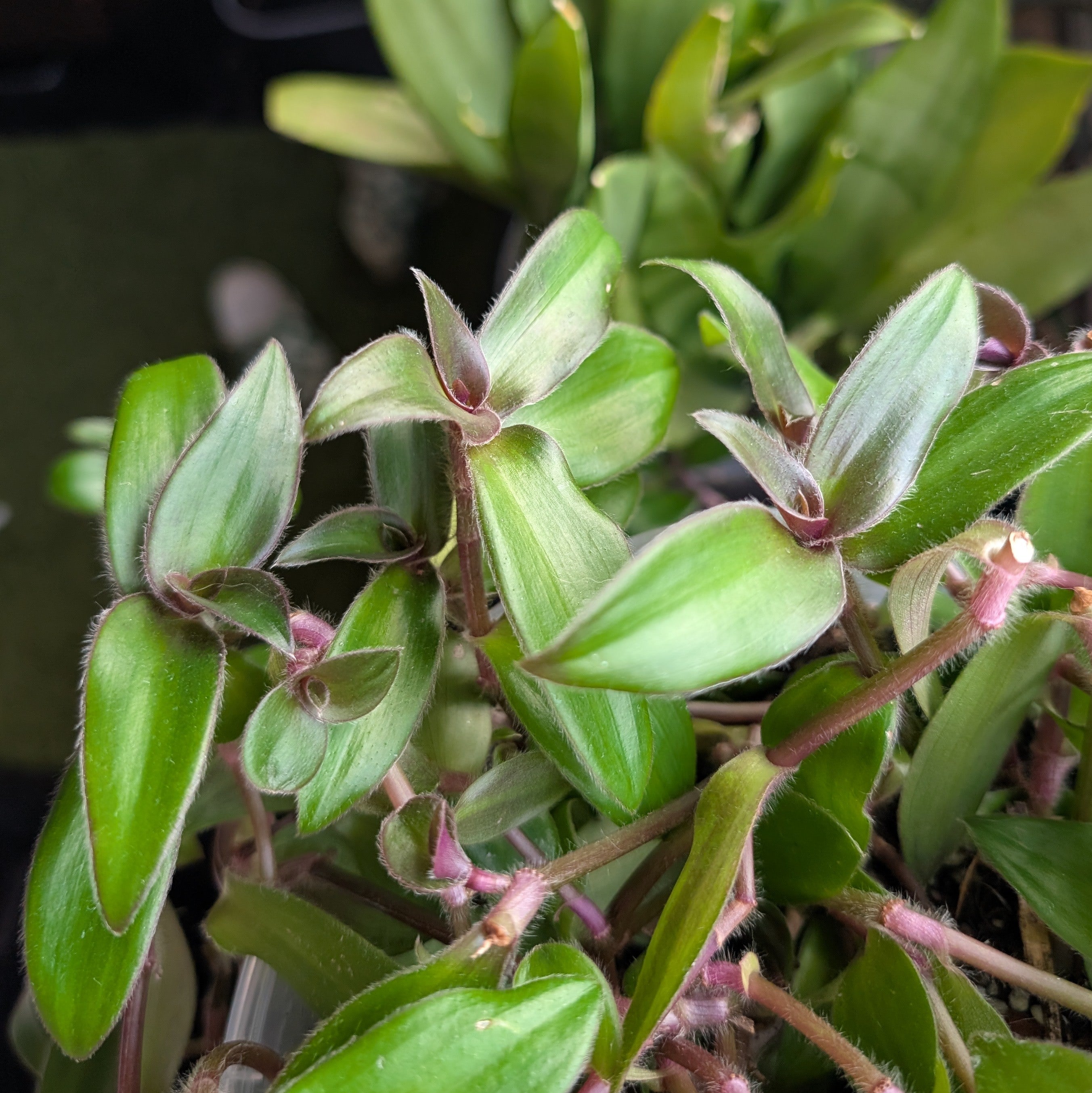 Cyanotis cilliata 'Hijau Baru'