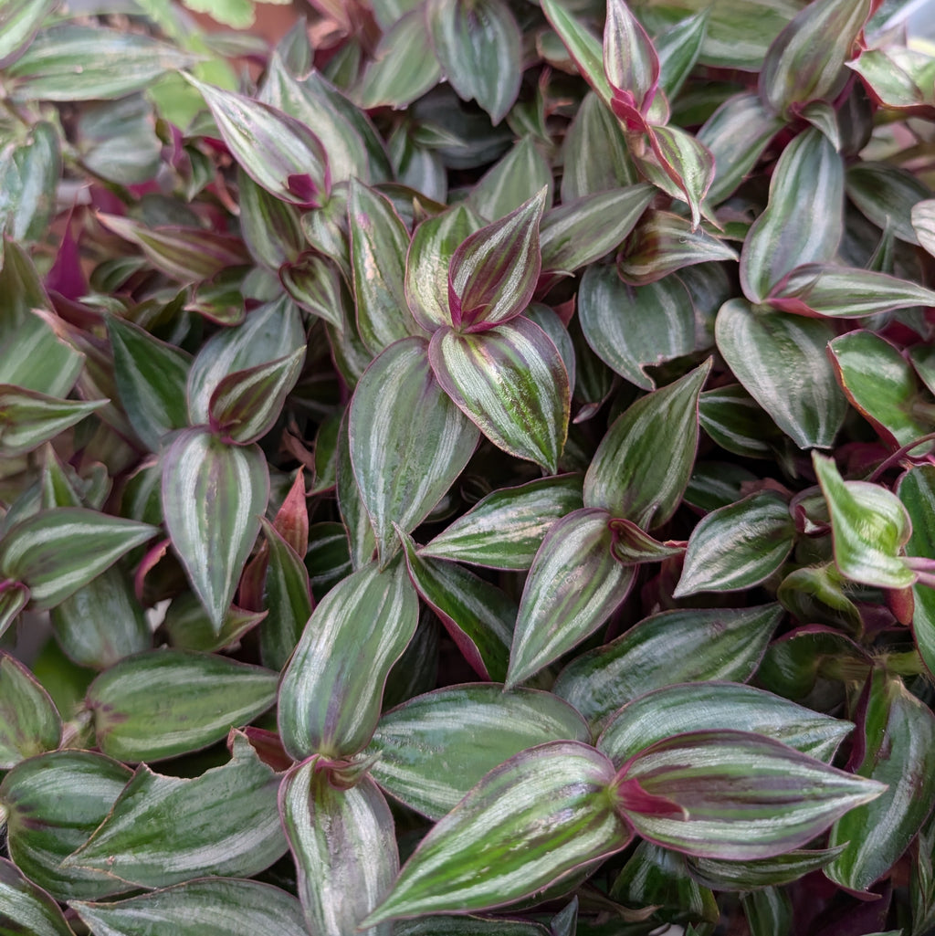 Tradescantia zebrina 'Tikal'