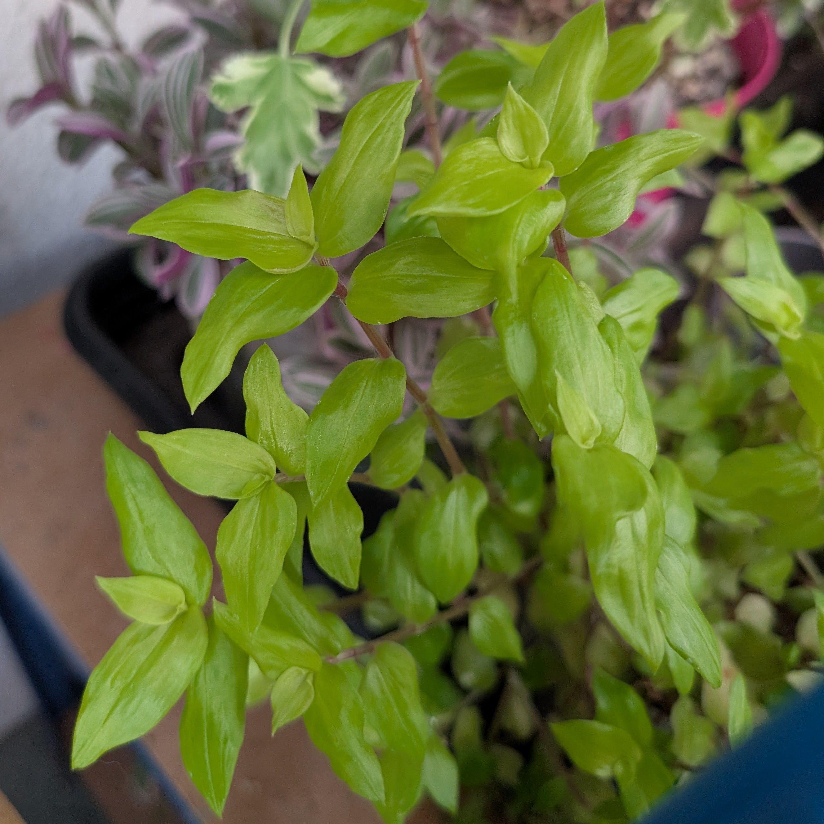Tradescantia fluminensis 'Aurea'