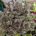 Tradescantia 'EC-TRADE-2011' (Sweetness)