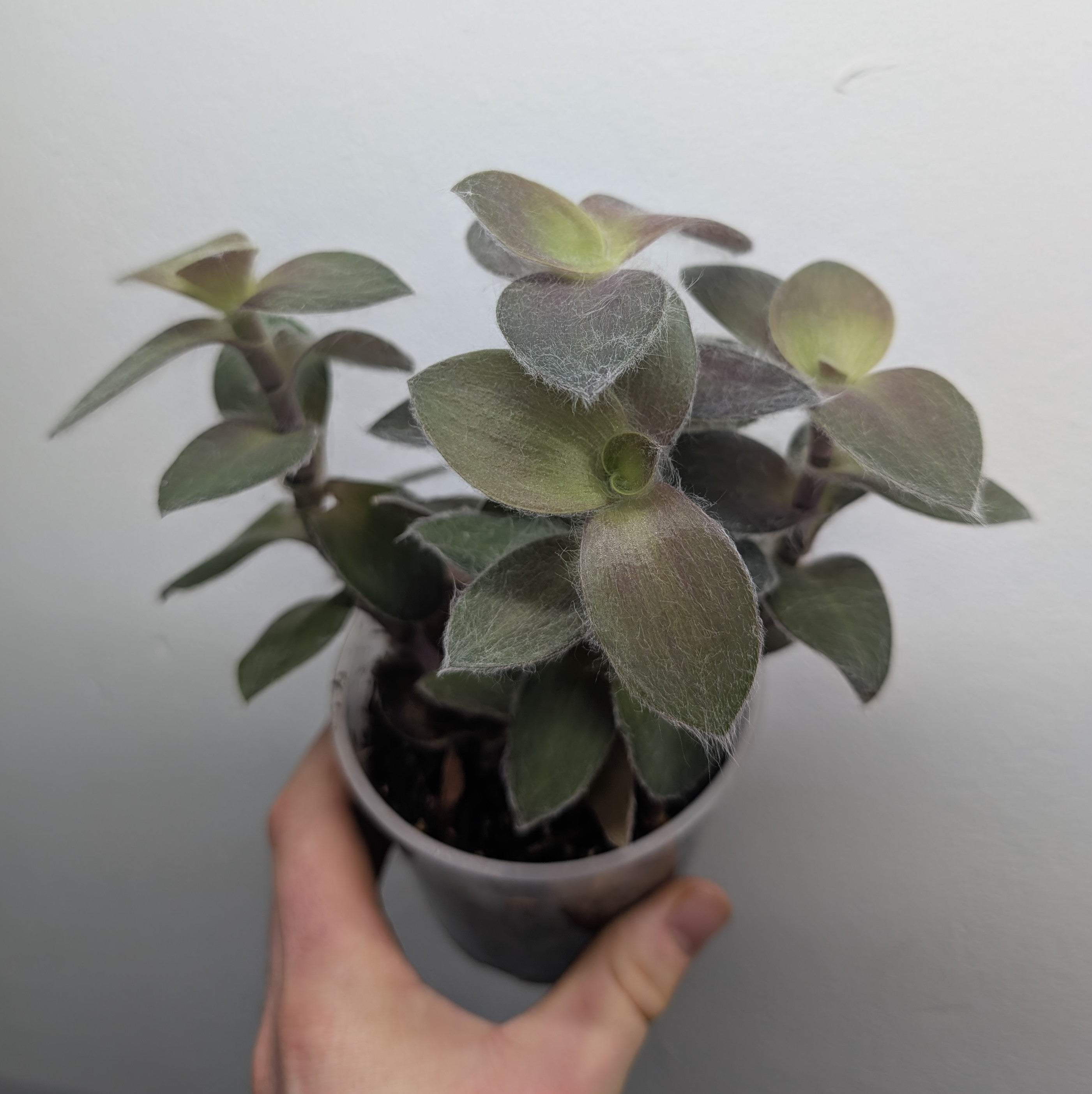 Tradescantia 'Pale Puma'