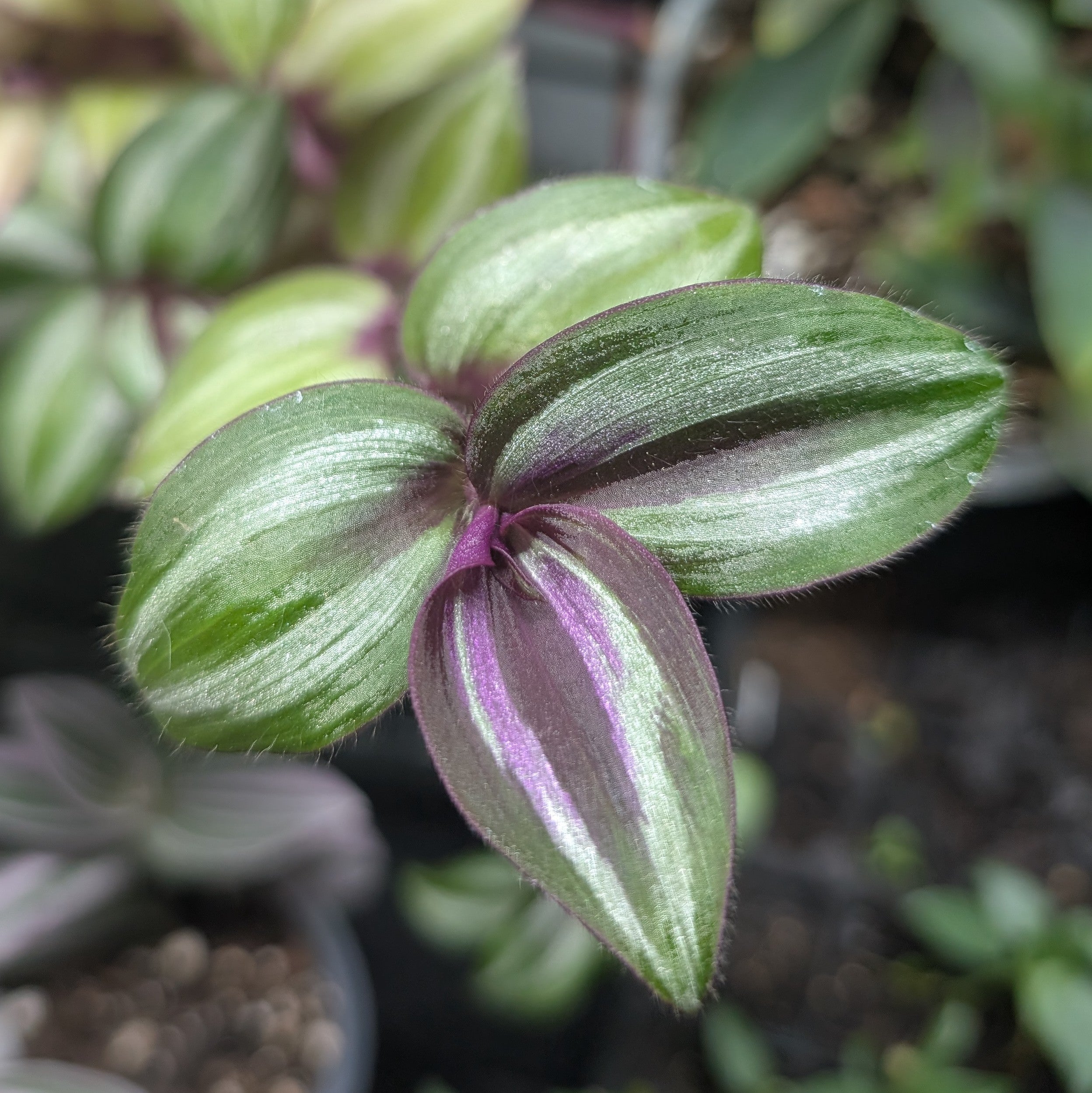 Tradescantia zebrina 'Evanesce'