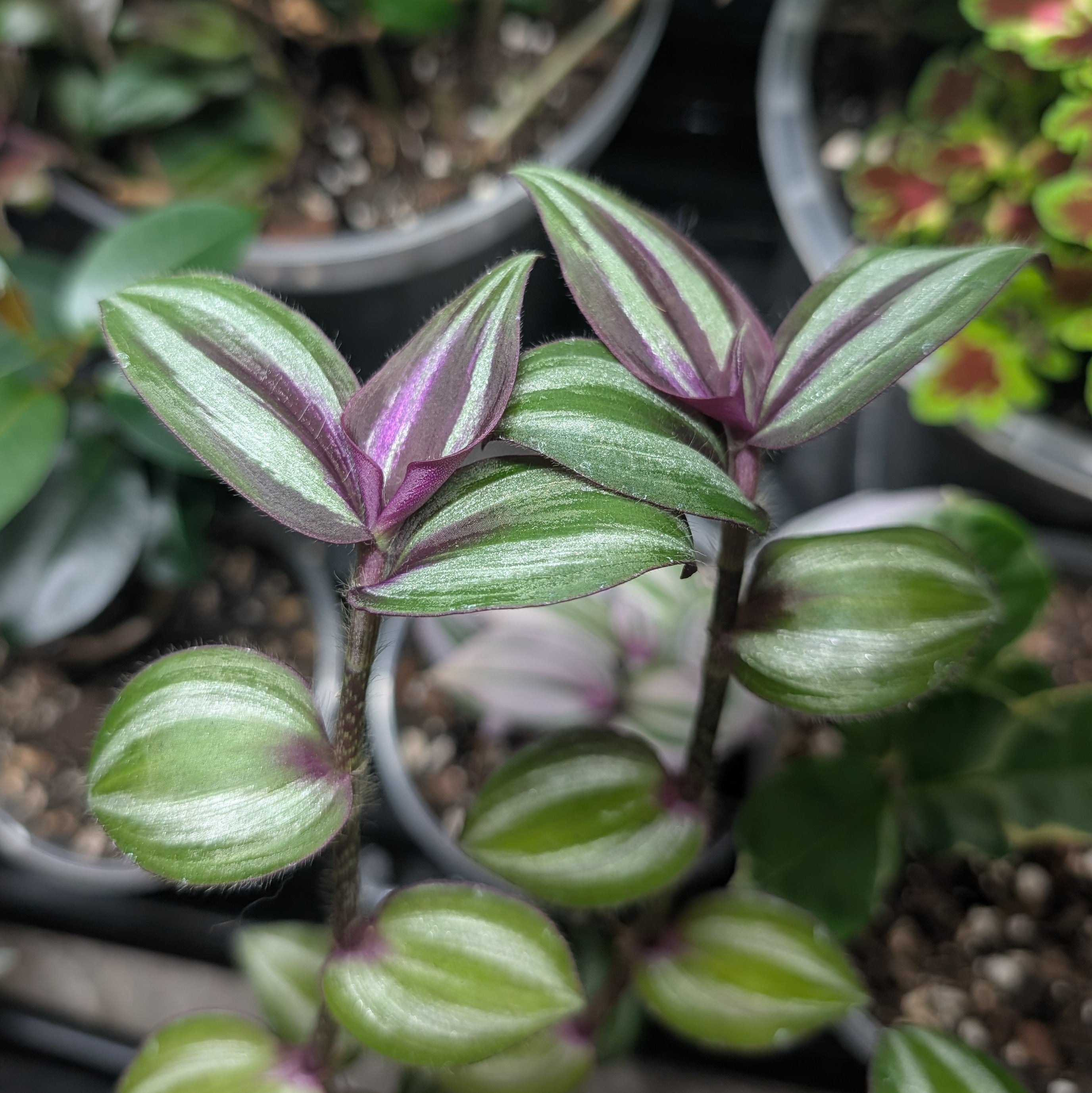 Tradescantia zebrina 'Evanesce'