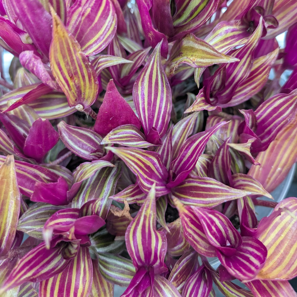 Tradescantia zebrina 'Tikal'