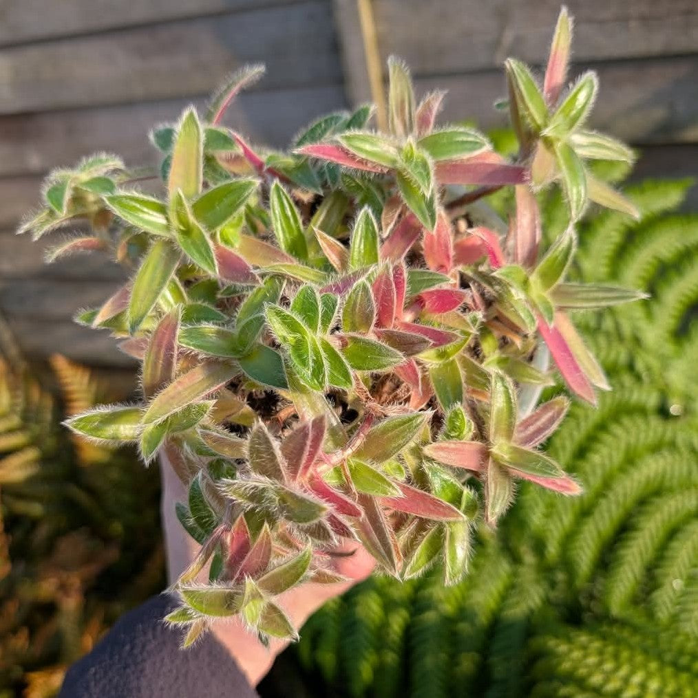 Cyanotis somaliensis