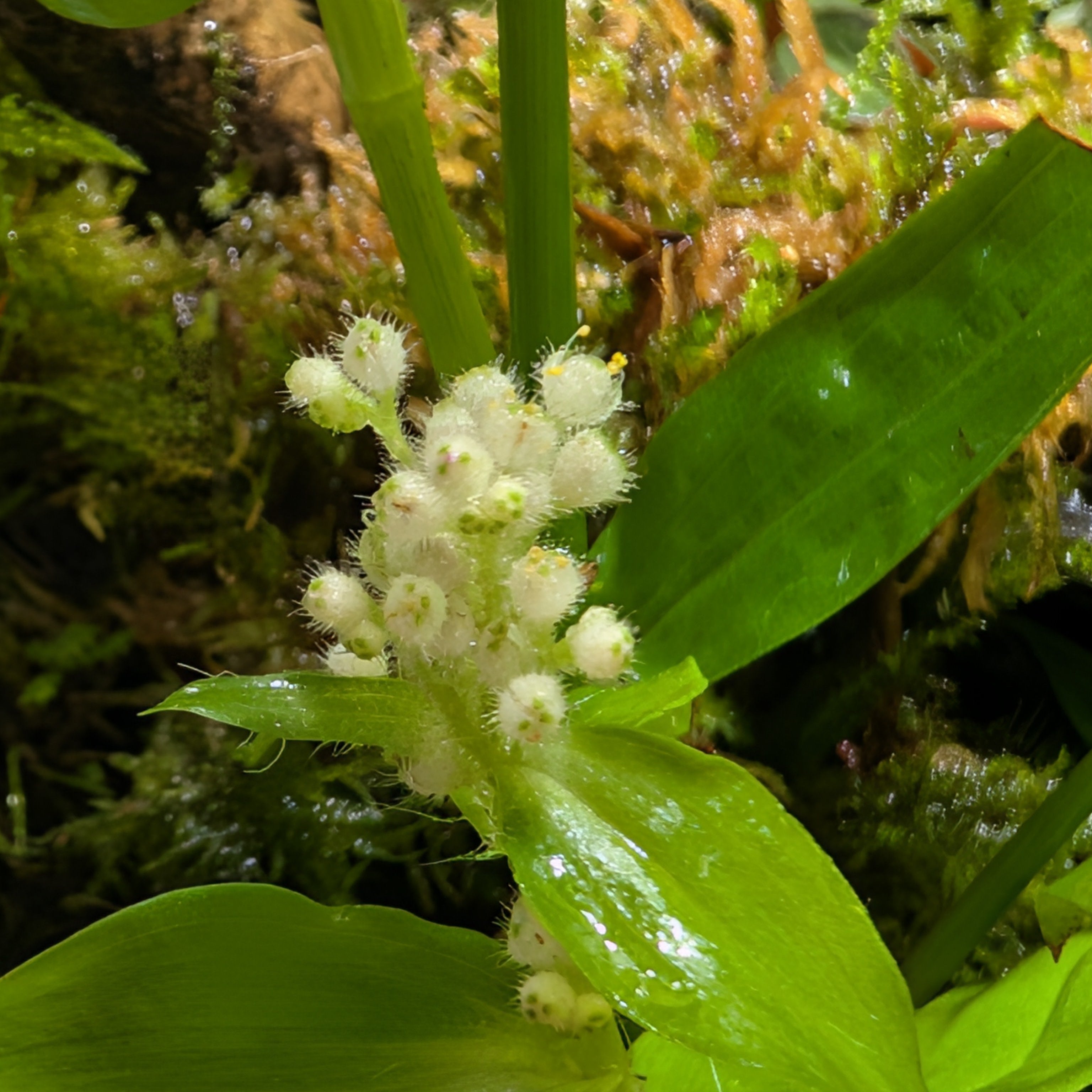 Floscopa cf. scandens