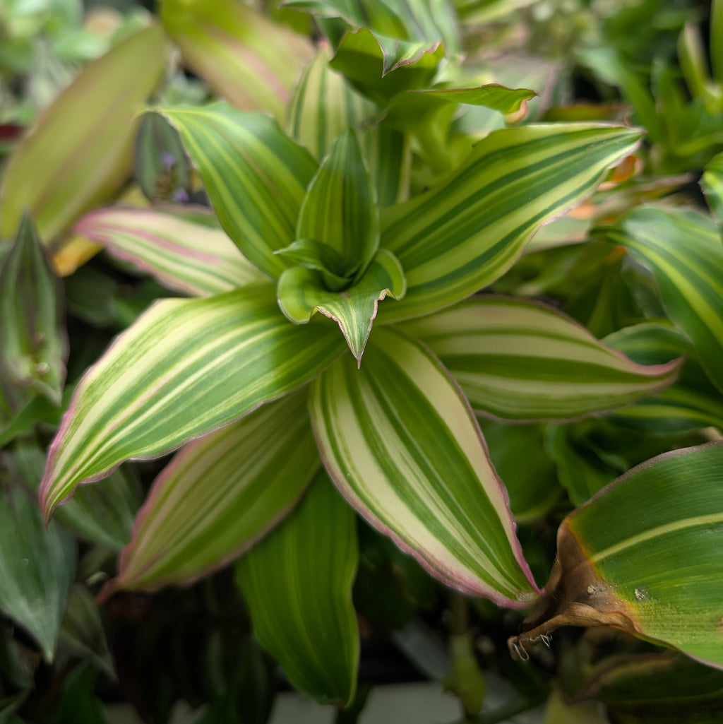 Callisia 'Melnikoff'
