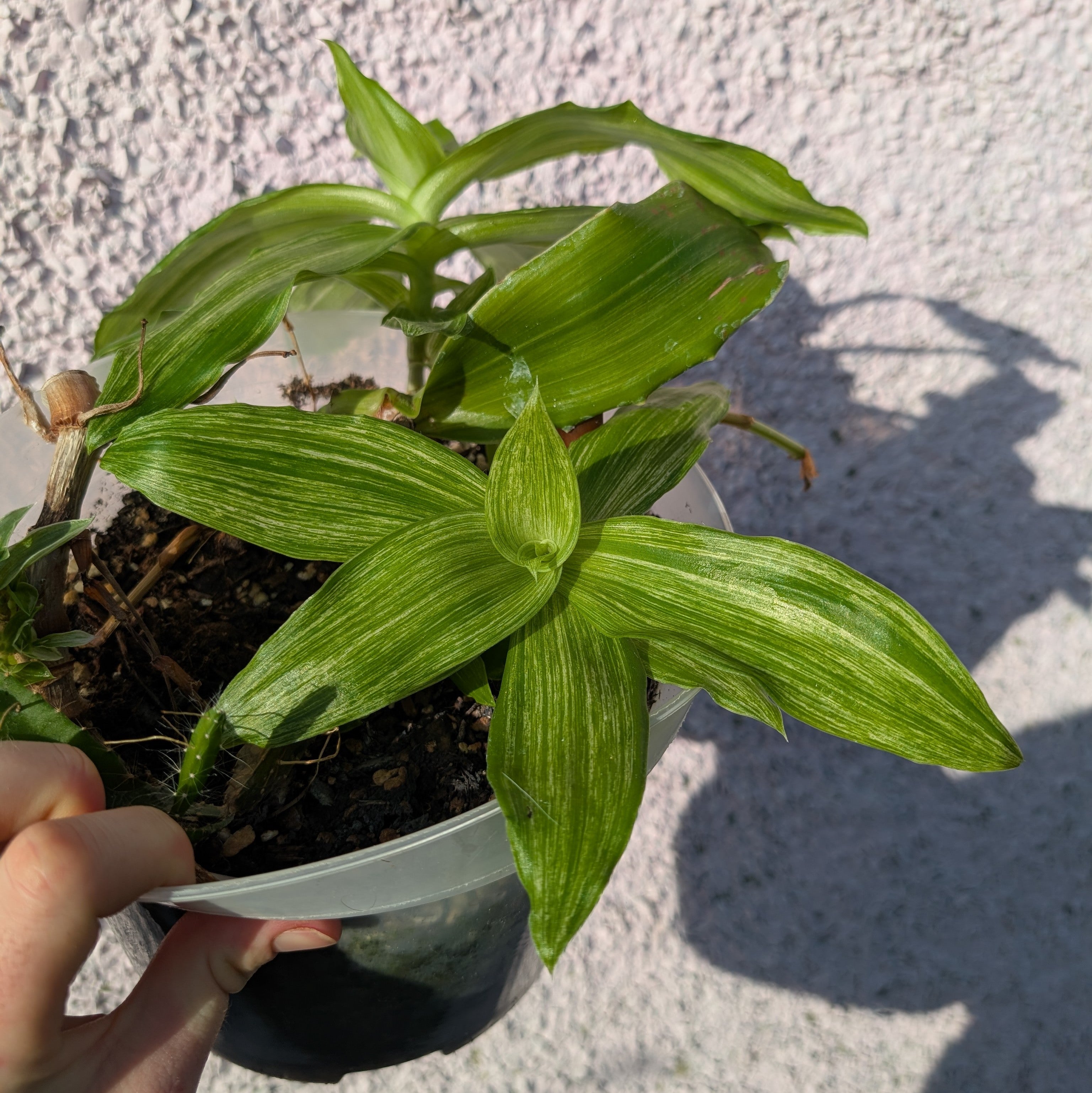 Callisia fragrans 'Infinity' (small)