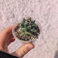 Baby cacti