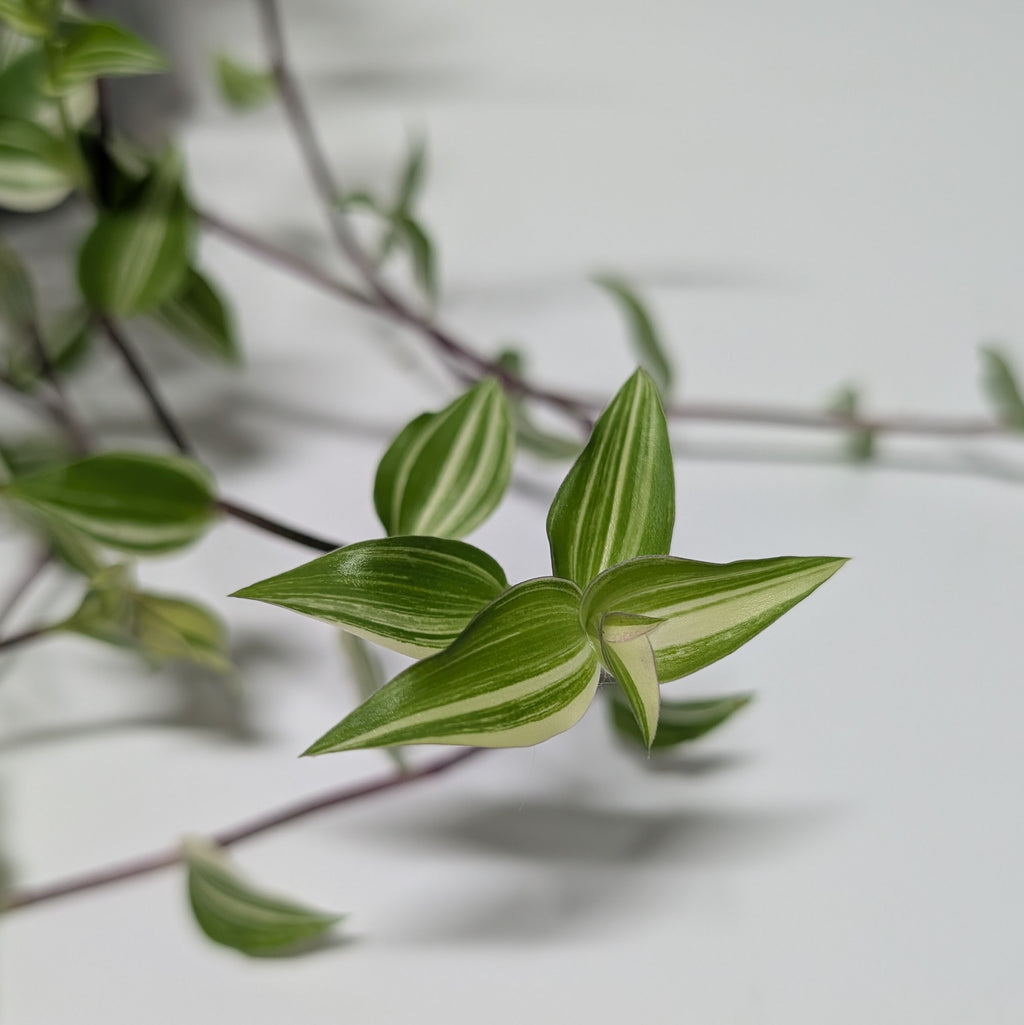 Callisia 'Big Leaf Bianca'