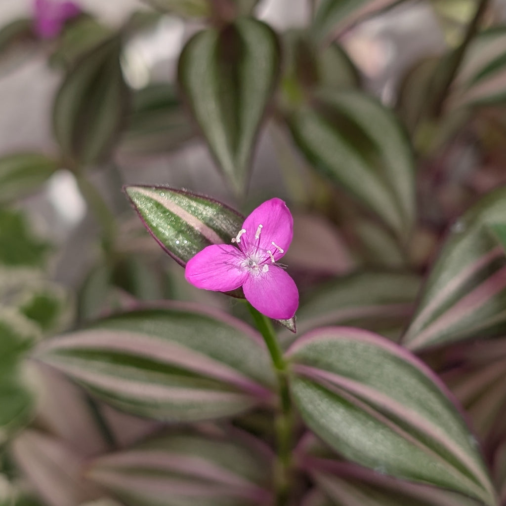 Tradescantia zebrina 'Quadricolor'