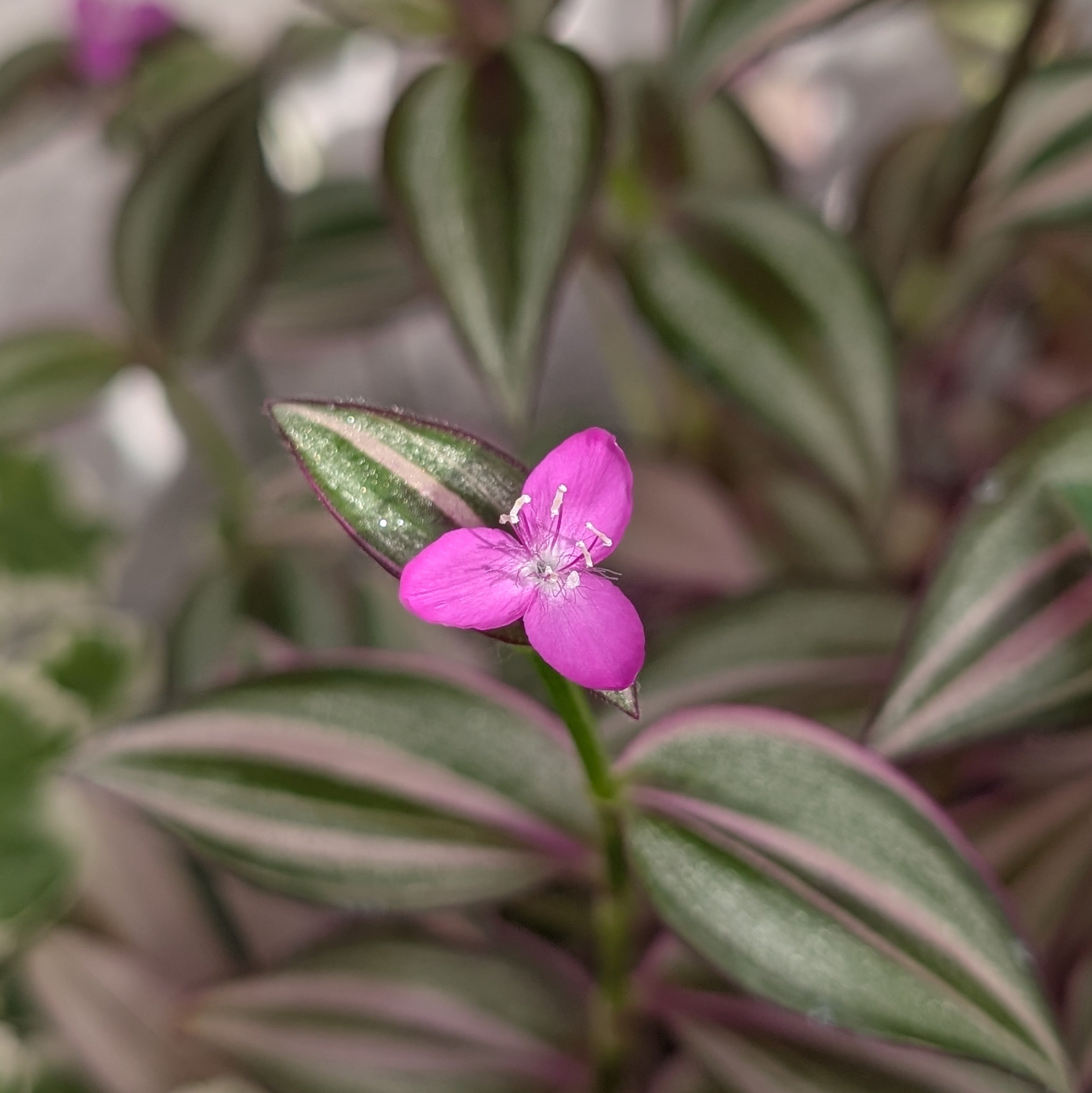 Tradescantia zebrina 'Quadricolor'