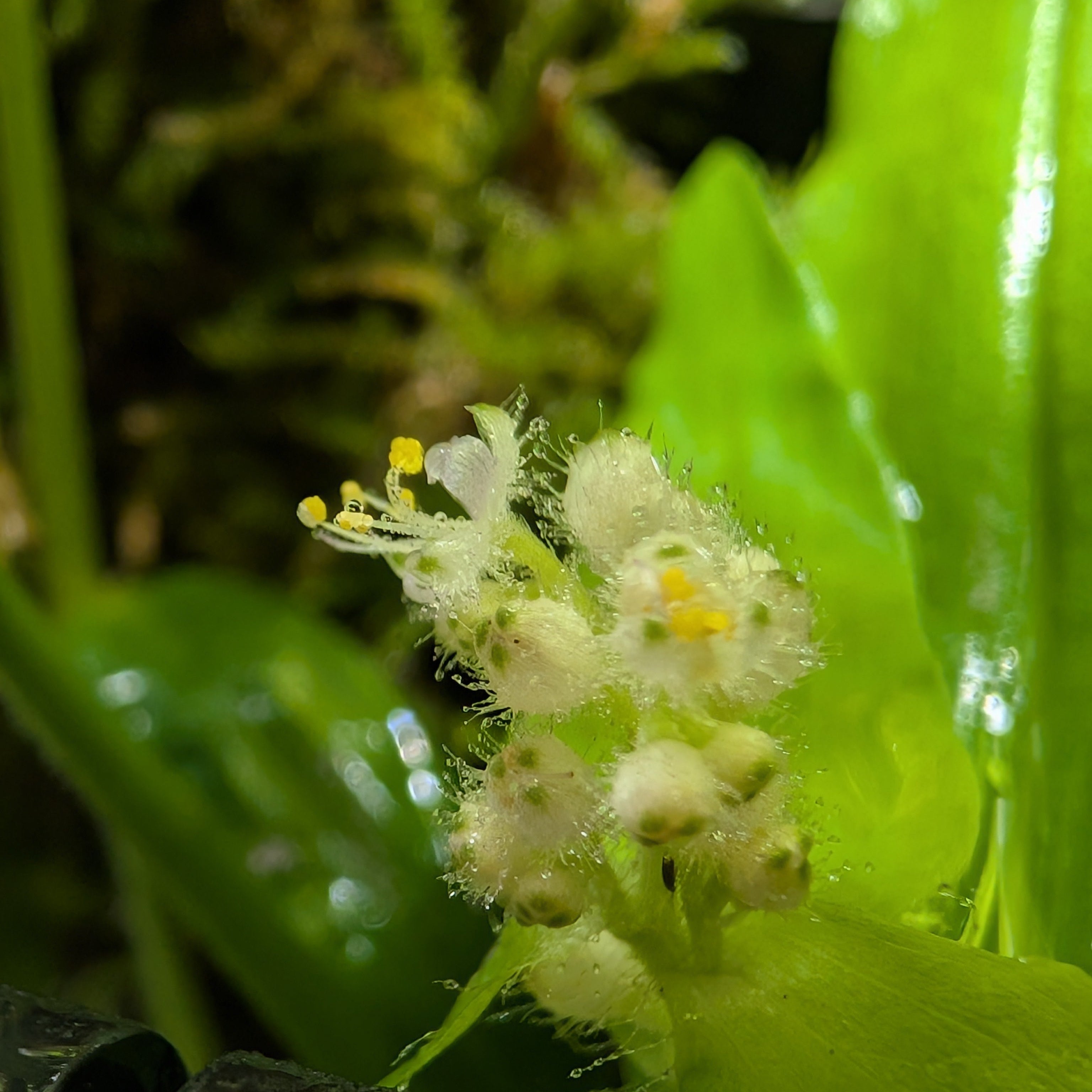 Floscopa cf. scandens