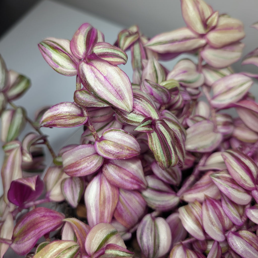 Tradescantia zebrina 'Happilee'