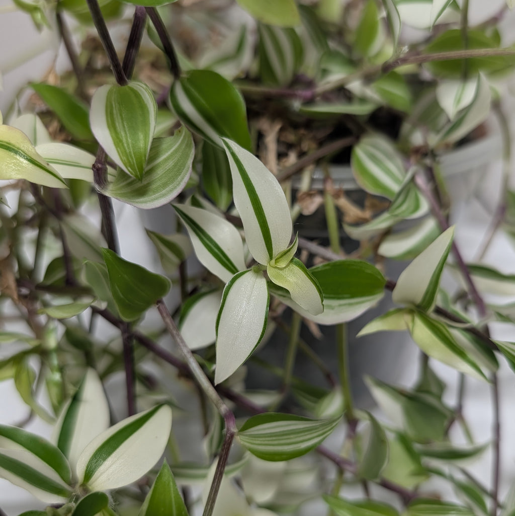 Callisia 'Big Leaf Bianca'