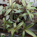 Tradescantia spathacea 'Cream'