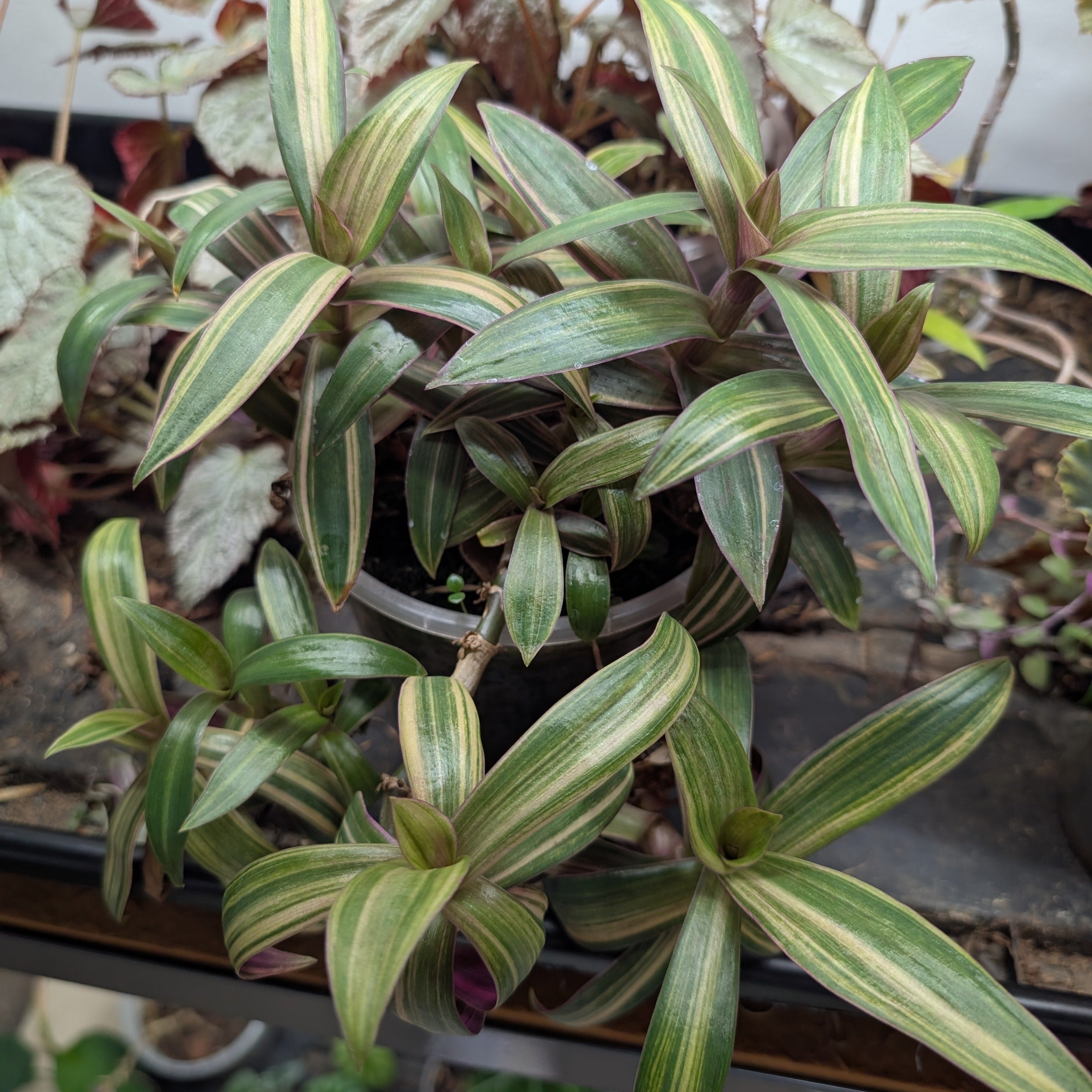 Tradescantia spathacea 'Cream'