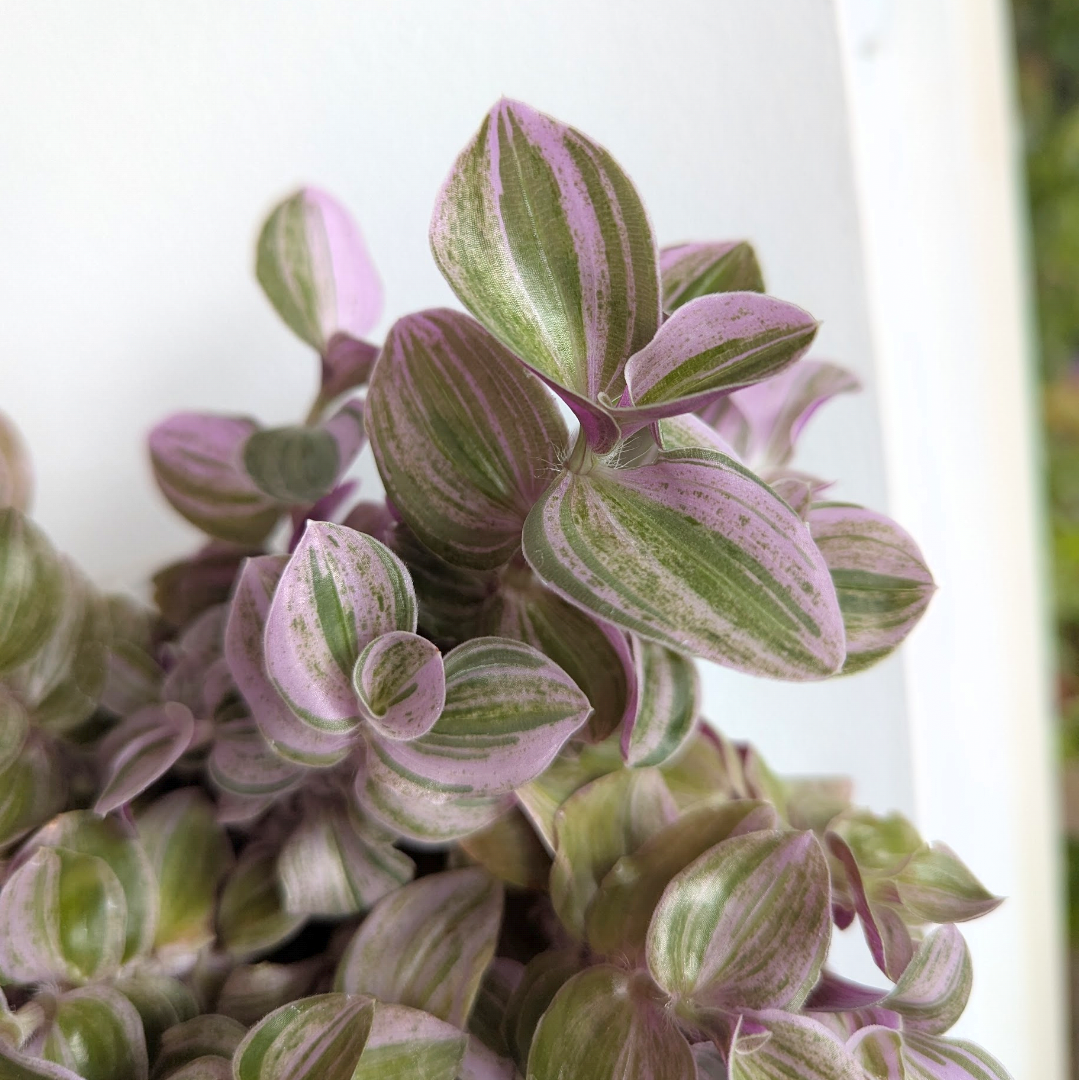 Tradescantia 'Sweet Tabby'