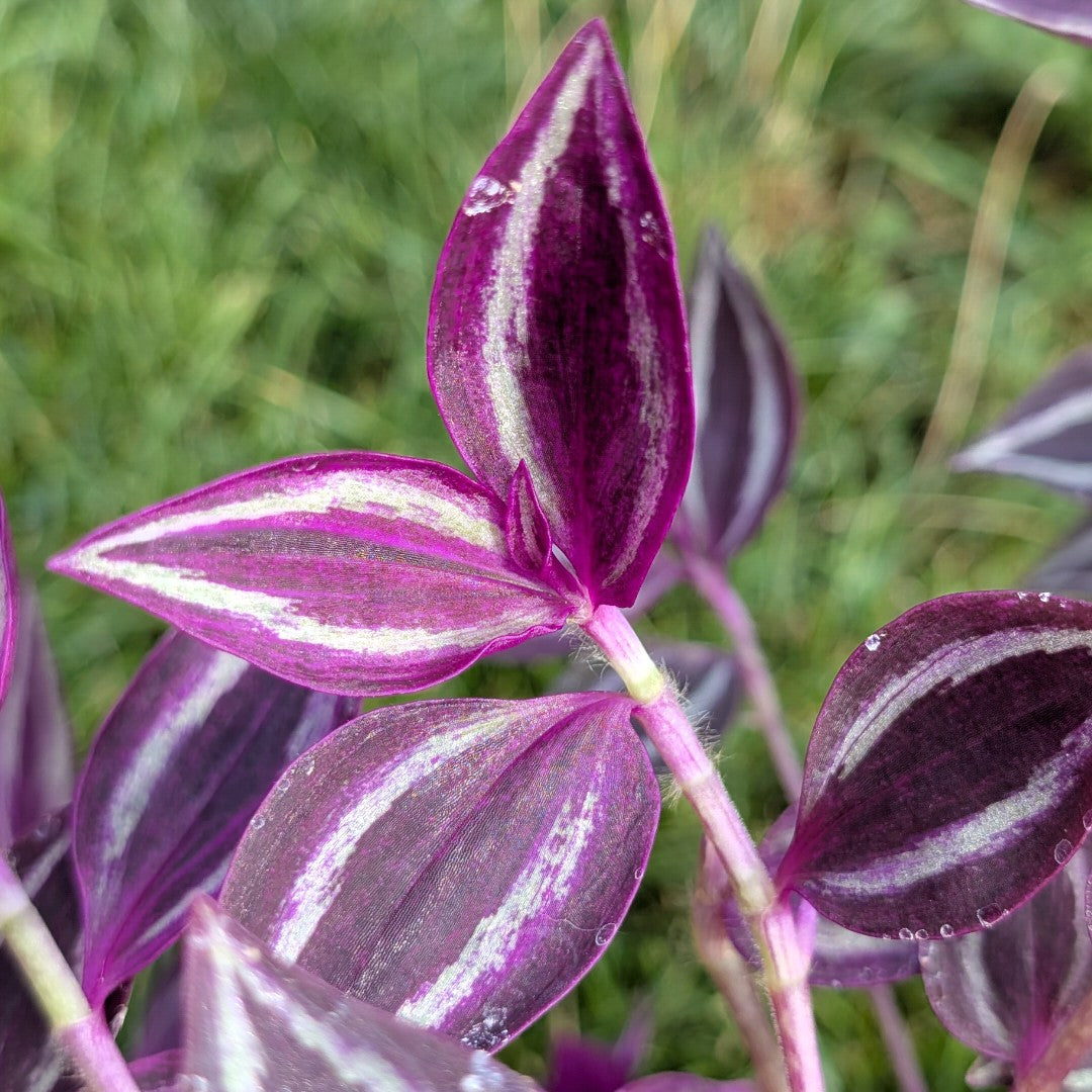 Tradescantia zebrina 'Pink Paradise'