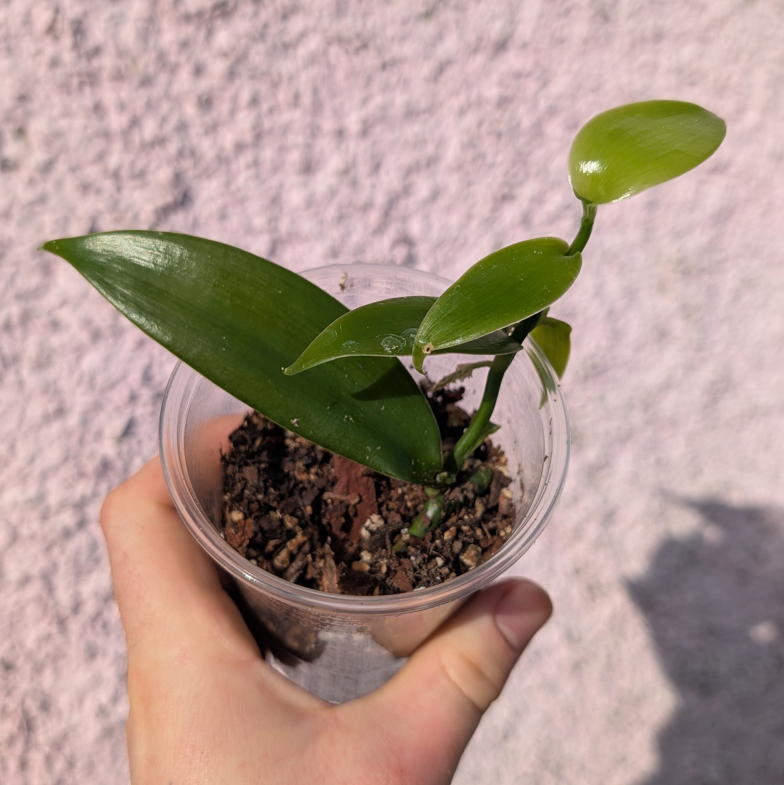 Vanilla planifolia