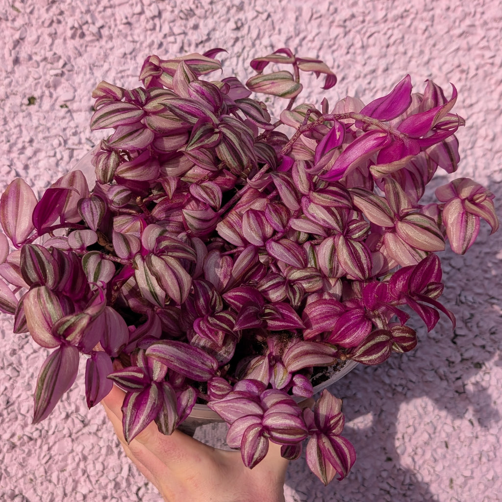 Tradescantia zebrina 'Happilee'