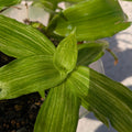 Callisia fragrans 'Infinity' (small)