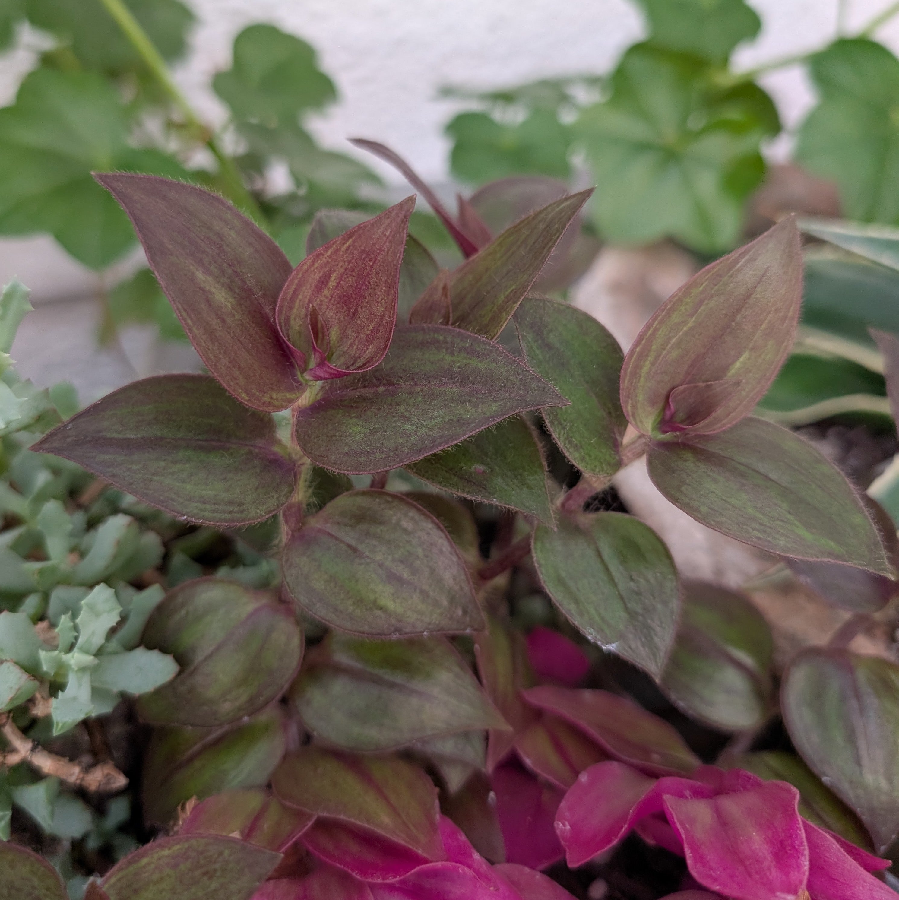 Tradescantia zebrina 'Purpusii'