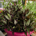 Tradescantia 'Roxxo'