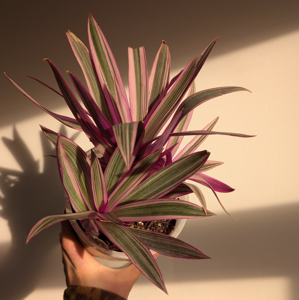 Tradescantia spathacea 'Sitara'