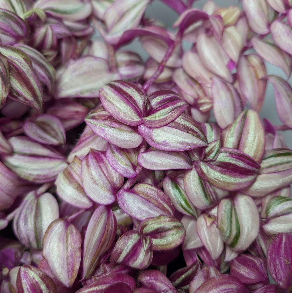 Tradescantia zebrina 'Happilee'