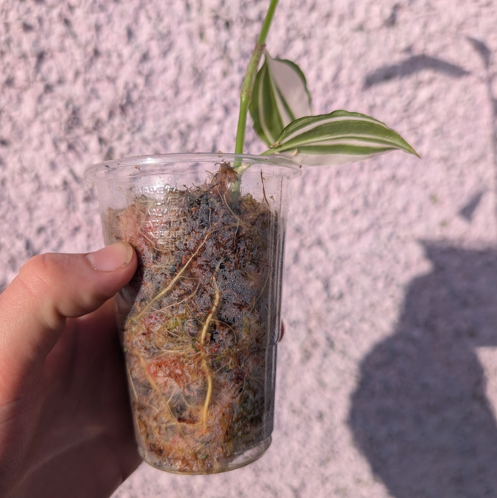 Pollia sp. white variegated