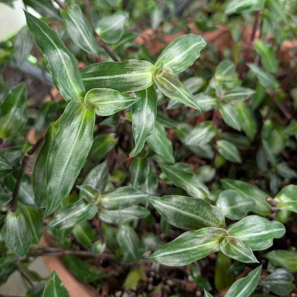 Callisia gentlei var. elegans (Single stripe)