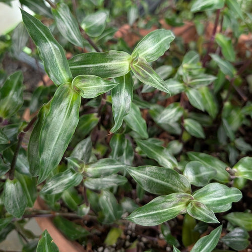 Callisia gentlei var. elegans (Single stripe)