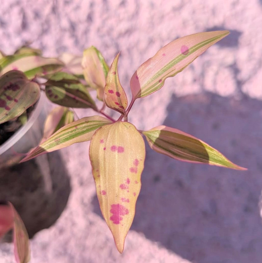 Tinantia pringlei variegated