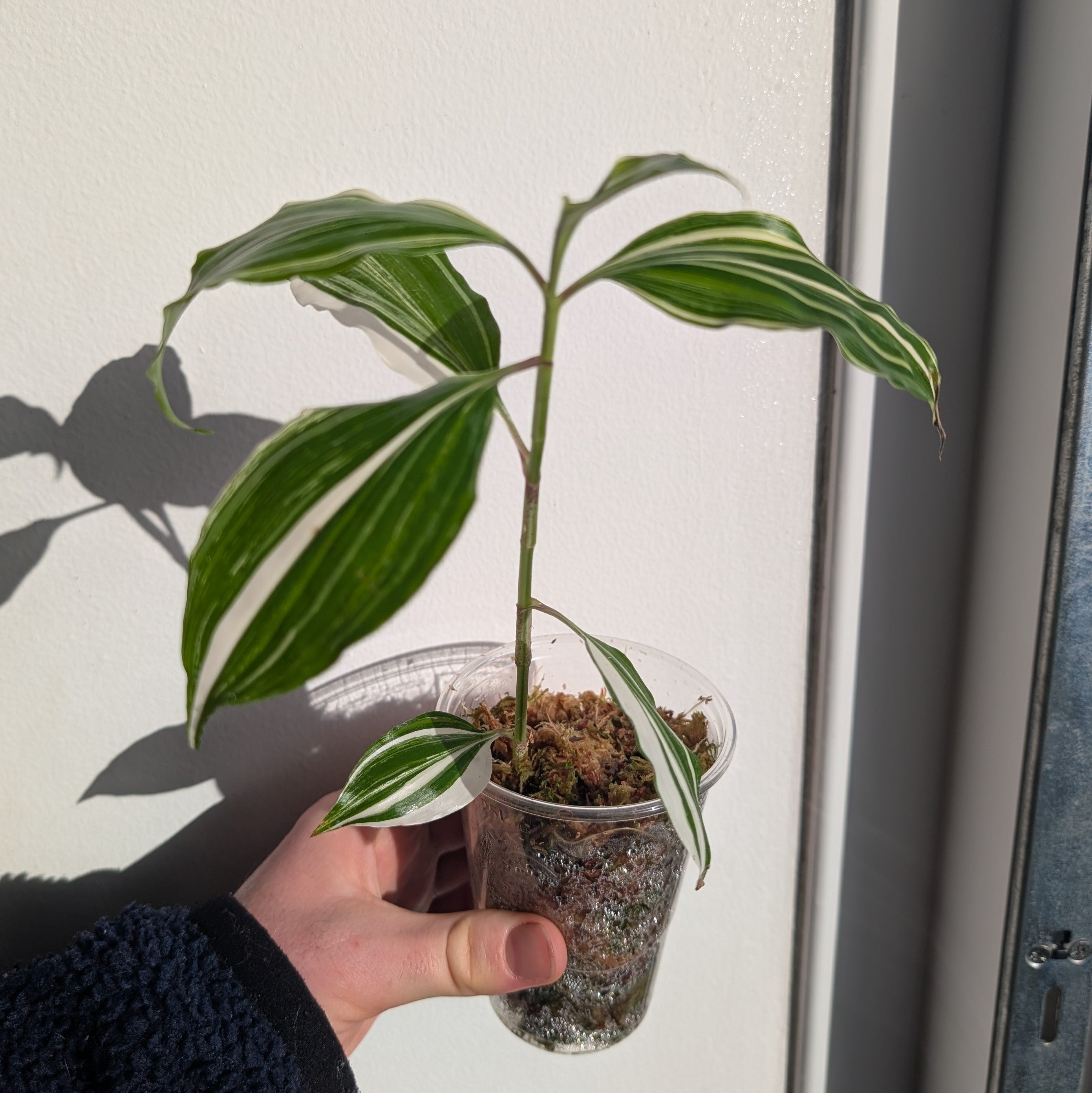 Pollia sp. white variegated