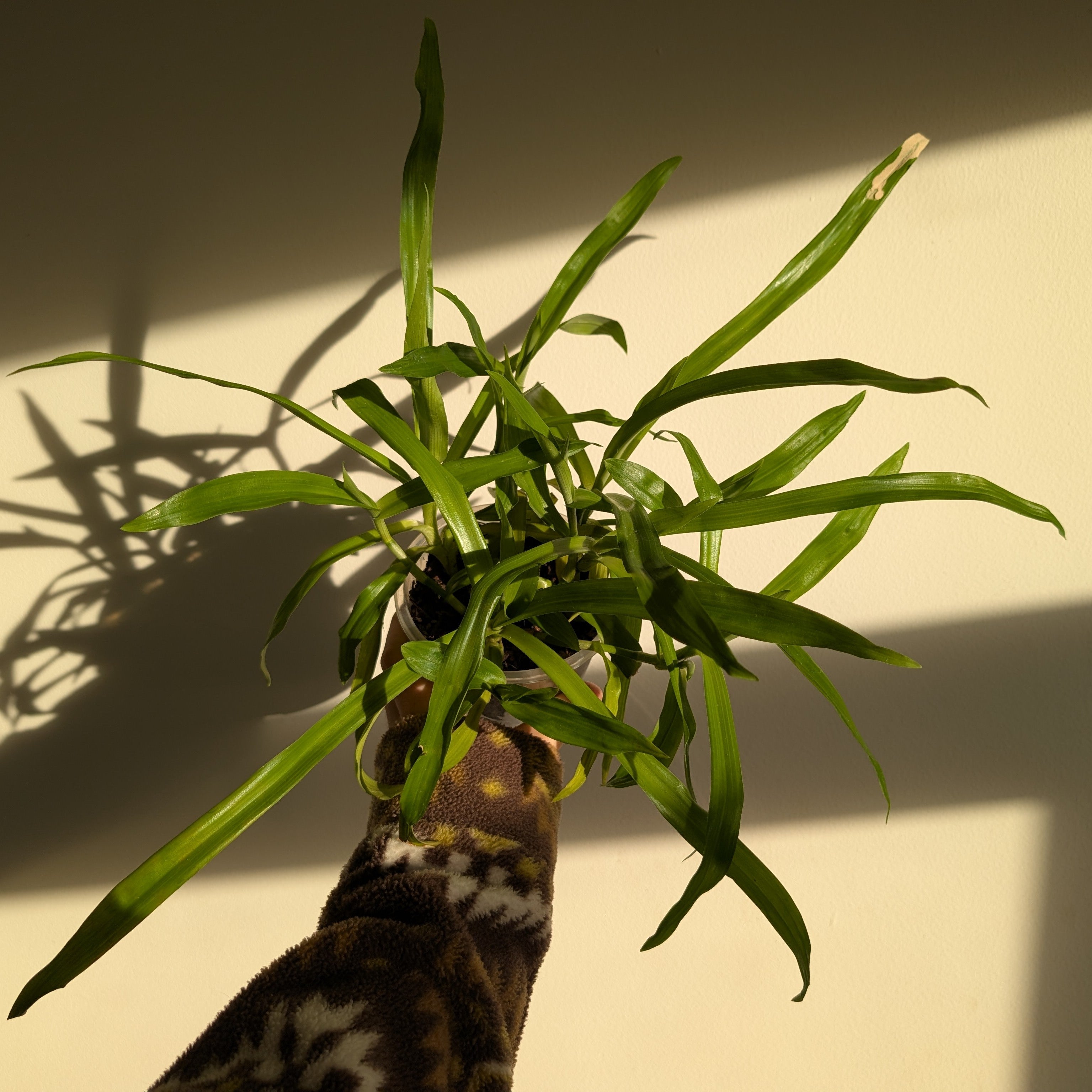 Murdannia acuitifolia