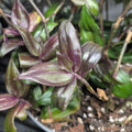 Tradescantia zebrina 'Flame Dance'