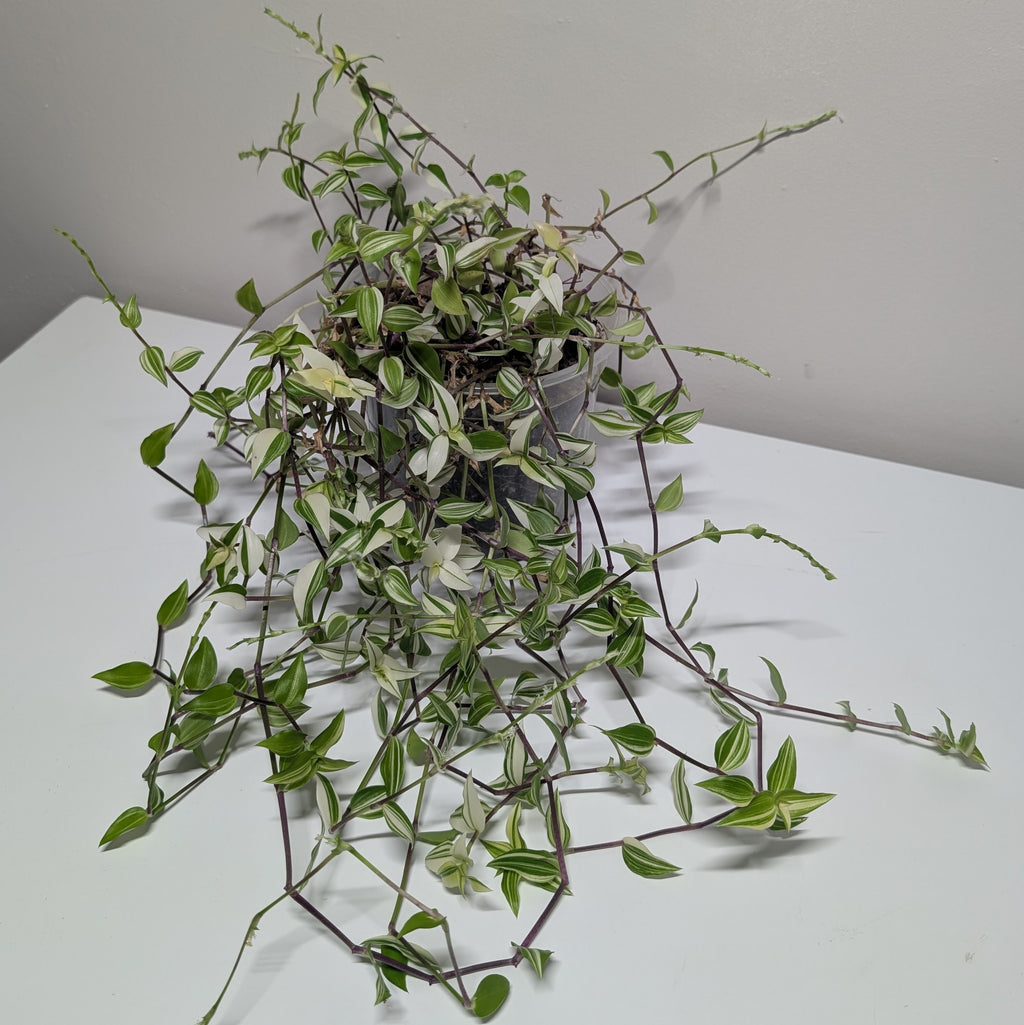 Callisia 'Big Leaf Bianca'