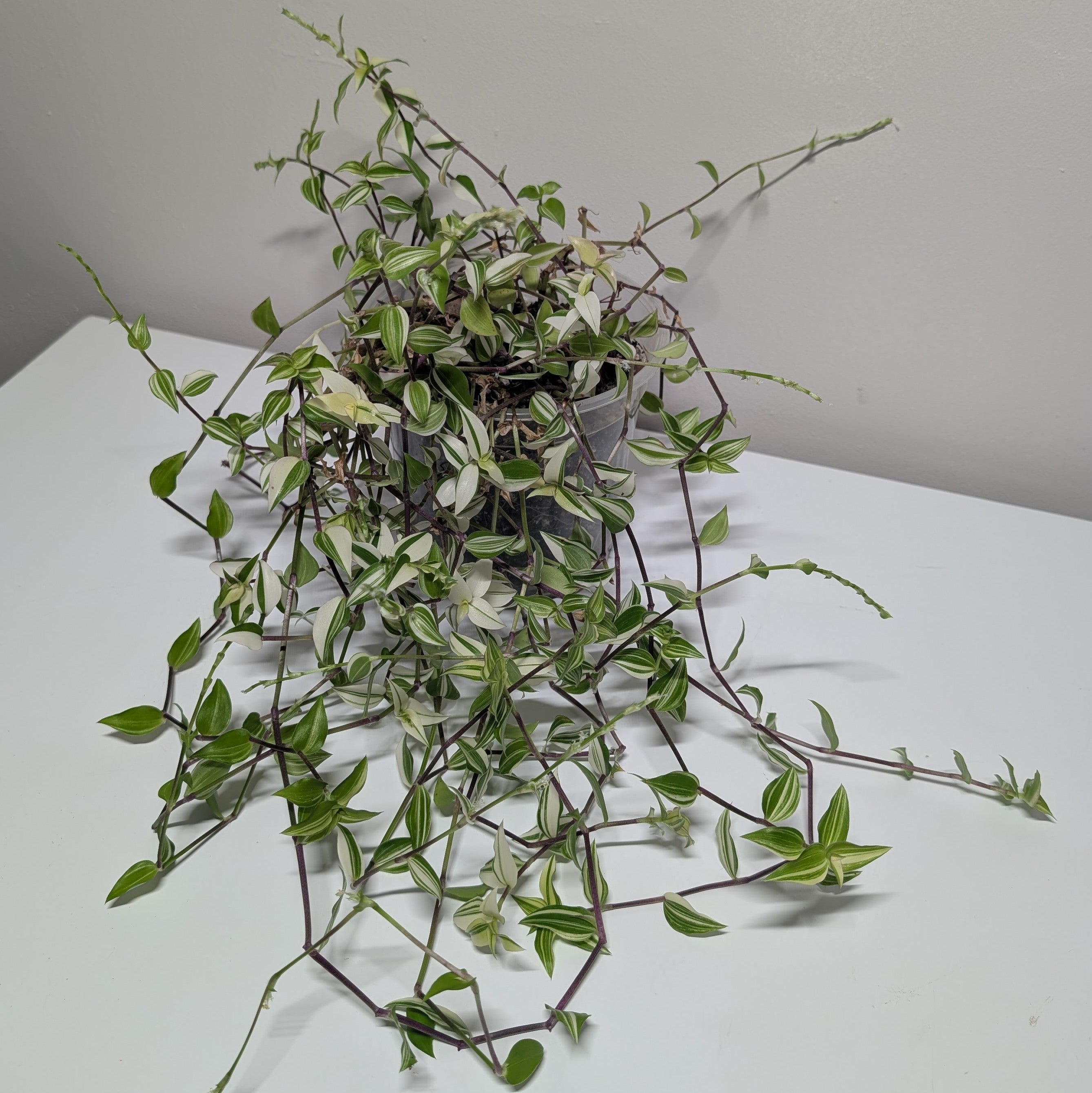 Callisia 'Big Leaf Bianca'