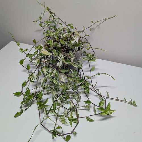 Callisia 'Big Leaf Bianca'