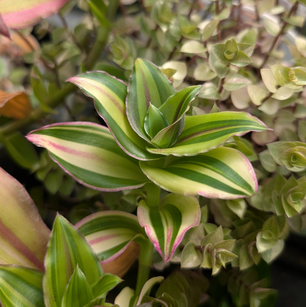 Callisia 'Melnikoff'