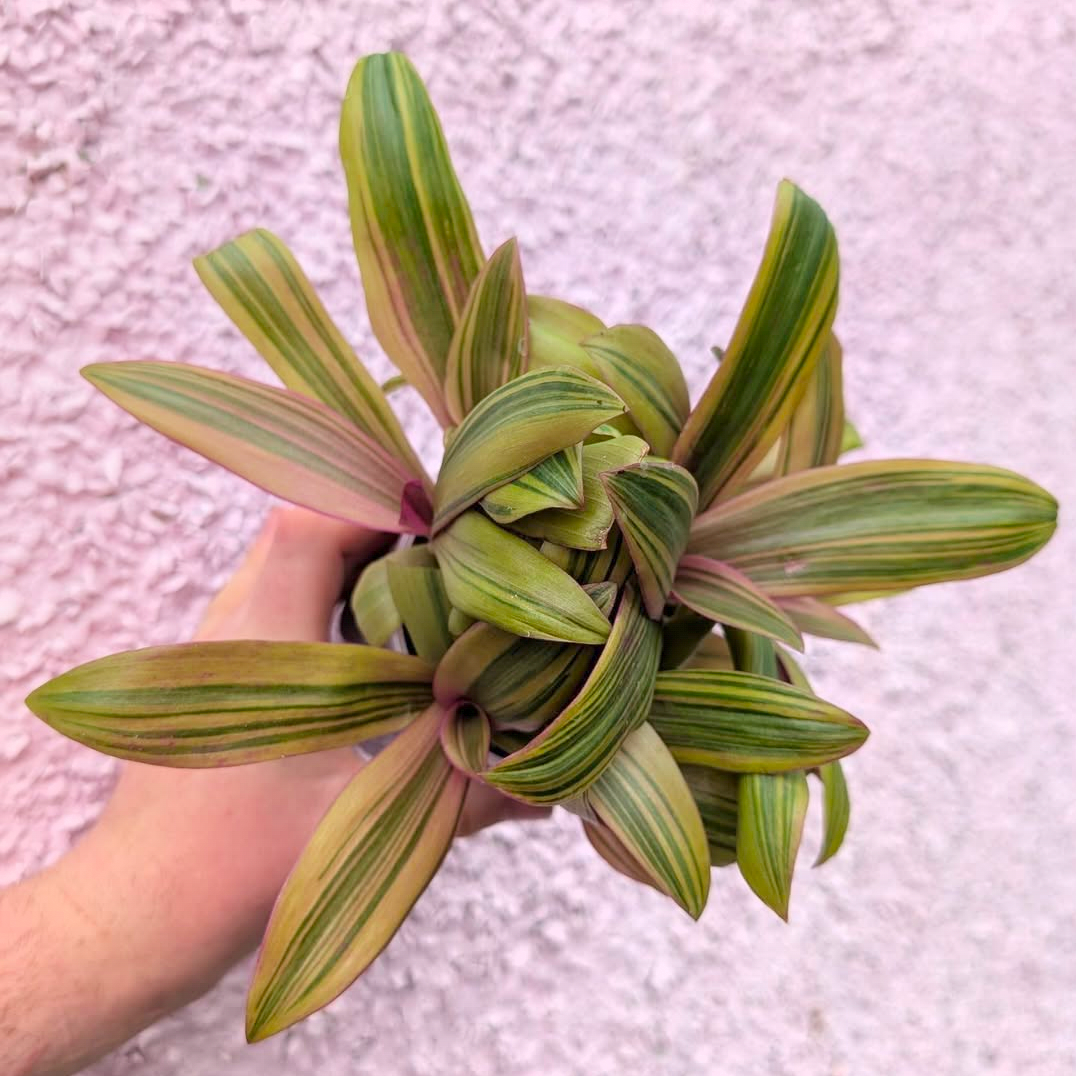 Tradescantia spathacea 'Sitara Gold' (Hansoti02)