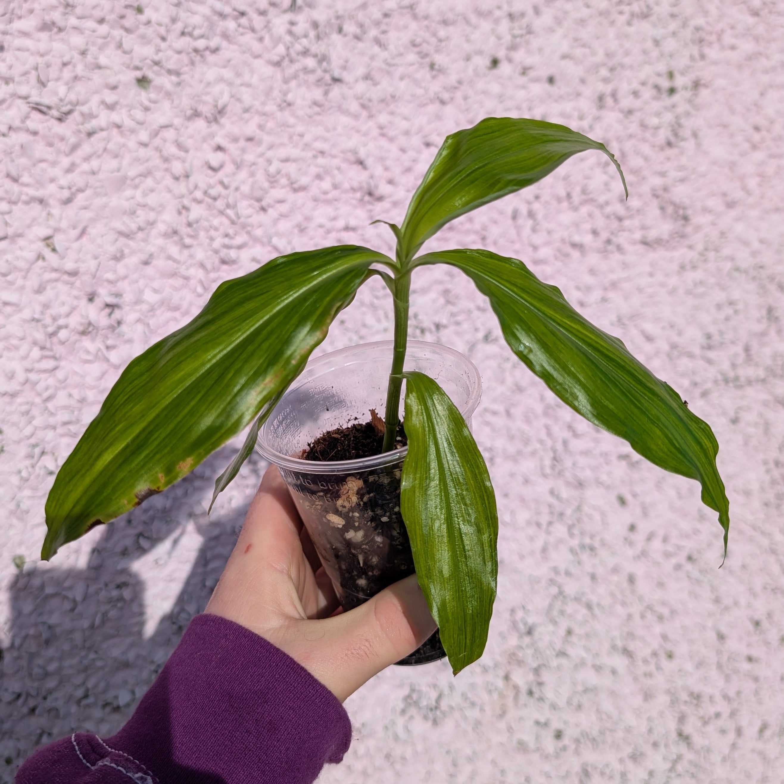 Pollia sp. yellow variegated