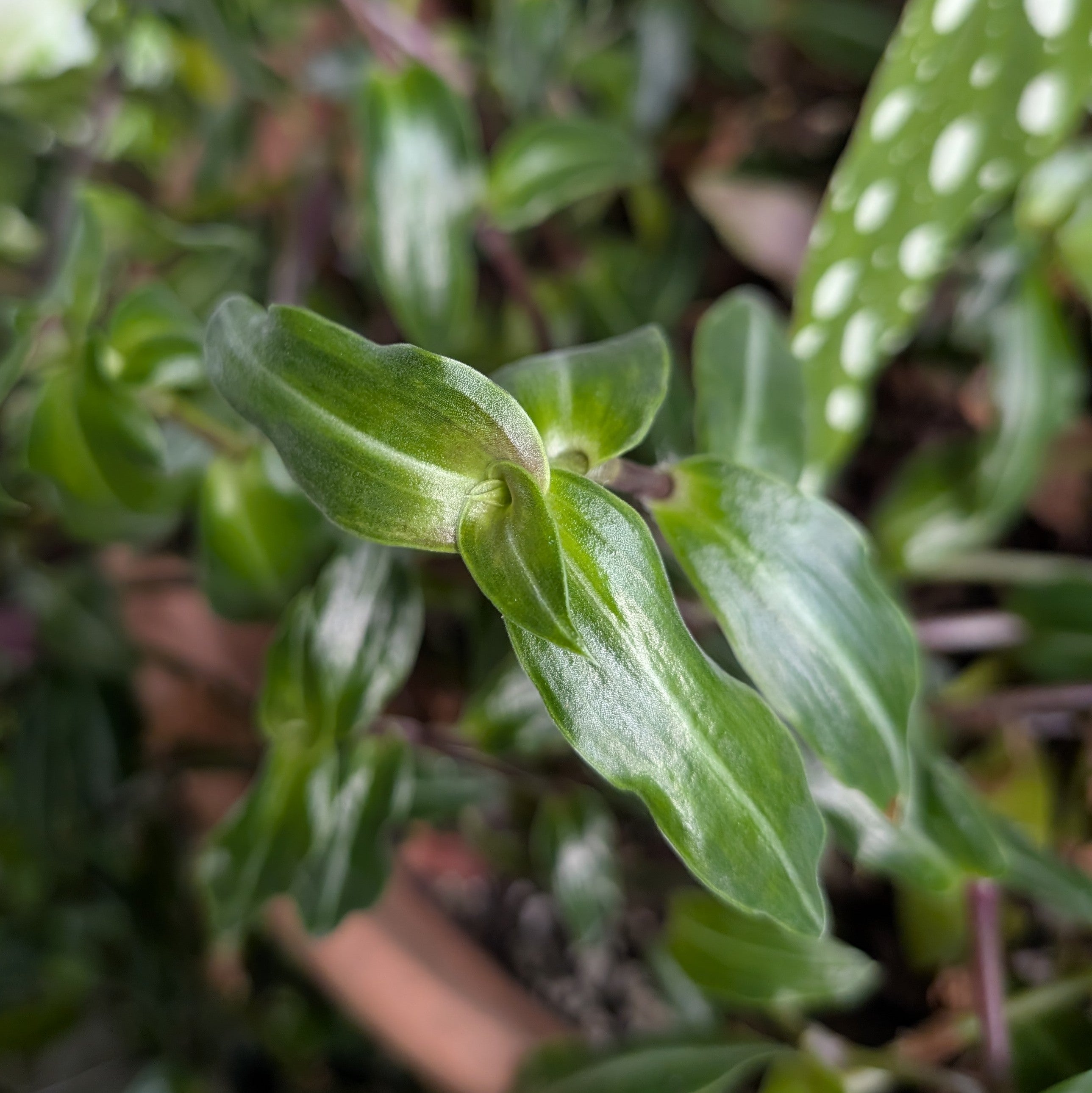 Callisia gentlei var. elegans (Single stripe)
